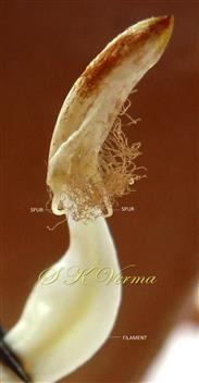  Stamen with 2 spurs